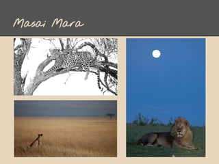 Masai Mara
 