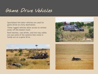 Game Drive Vehicles

Specialised 4x4 safari vehicles are used for
game drives at every destination.
These rugged vehicles allow access to remote
areas 'off the beaten track'.
Roof hatches, cool drinks, and two way radios
are just some of the systems that come in
handy out on a game drive.
 
