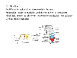 Gl. Tiroides Proliferación epitelial en el suelo de la faringe Migración  hasta su posición definitiva anterior a la traquea  Final del 3er mes se observan los primeros folículos  con coloide Células parafoliculares 