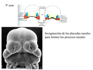 5º sem Invaginación de las placodas nasales para formar los procesos nasales 