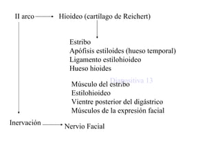II arco Hioideo (cartílago de Reichert) Inervación Nervio Facial Estribo Apófisis estiloides (hueso temporal) Ligamento estilohioideo Hueso hioides Músculo del estribo Estilohioideo Vientre posterior del digástrico Músculos de la expresión facial Diapositiva 13 