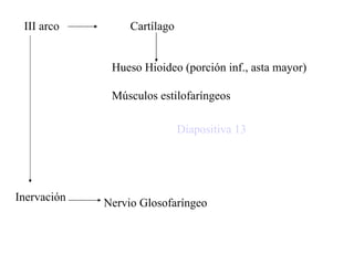 III arco Cartílago Inervación Nervio Glosofaríngeo Hueso Hioideo (porción inf., asta mayor) Músculos estilofaríngeos Diapositiva 13 