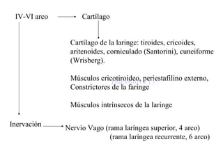 IV-VI arco Cartílago Inervación Nervio Vago (rama laríngea superior, 4 arco) (rama laríngea recurrente, 6 arco) Cartílago de la laringe: tiroides, cricoides,  aritenoides, corniculado (Santorini), cuneiforme (Wrisberg).  Músculos cricotiroideo, periestafilino externo, Constrictores de la faringe Músculos intrínsecos de la laringe Diapositiva 13 