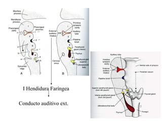 I Hendidura Faríngea Conducto auditivo ext. 