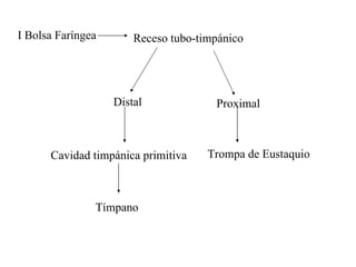 I Bolsa Faríngea Receso tubo-timpánico Distal Proximal Cavidad timpánica primitiva Trompa de Eustaquio Tímpano 