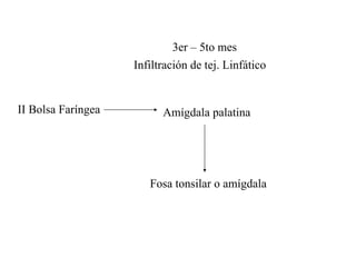 II Bolsa Faríngea Amígdala palatina 3er – 5to mes Infiltración de tej. Linfático Fosa tonsilar o amígdala 