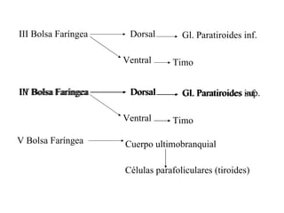 III Bolsa Faríngea Dorsal Gl. Paratiroides inf. Ventral Timo IV Bolsa Faríngea Dorsal Gl. Paratiroides sup. III Bolsa Faríngea Dorsal Gl. Paratiroides inf. Ventral Timo V Bolsa Faríngea Cuerpo ultimobranquial Células parafoliculares (tiroides) 