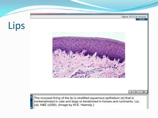 histology of digestive system  (1)