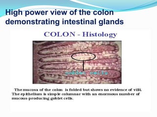 histology of digestive system  (1)