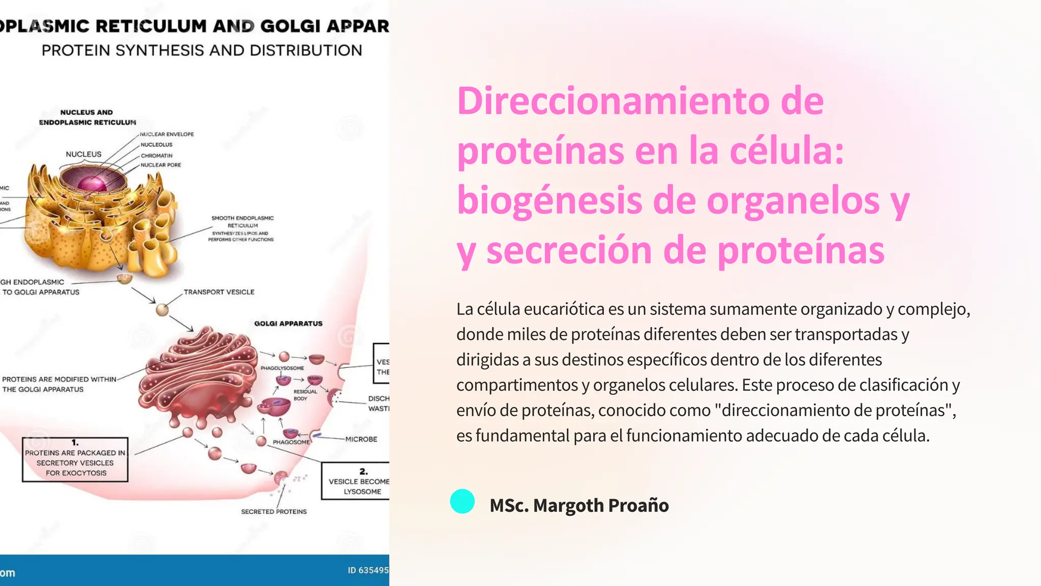 11 Direccionamiento-de-proteinas-en-la-celula-biogenesis-de-organelos-y ...