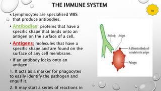 THE IMMUNE SYSTEM
• Lymphocytes are specialised WBS
that produce antibodies.
• Antibodies: proteins that have a
specific shape that binds onto an
antigen on the surface of a cell.
• Antigens: molecules that have a
specific shape and are found on the
surface of any cell membrane.
• If an antibody locks onto an
antigen:
1. It acts as a marker for phagocytes
to easily identify the pathogen and
engulf it.
2. It may start a series of reactions in
10
 
