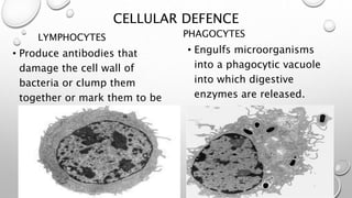 CELLULAR DEFENCE
LYMPHOCYTES
• Produce antibodies that
damage the cell wall of
bacteria or clump them
together or mark them to be
easily detected by phagocytes.
PHAGOCYTES
• Engulfs microorganisms
into a phagocytic vacuole
into which digestive
enzymes are released.
 