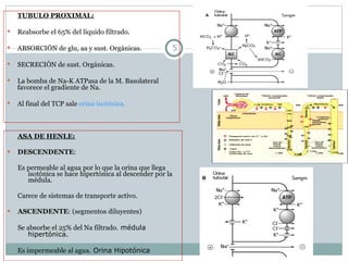 TUBULO PROXIMAL: Reabsorbe el 65% del líquido filtrado. ABSORCIÓN de glu, aa y sust. Orgánicas. SECRECIÓN de sust. Orgánicas. La bomba de Na-K ATPasa de la M. Basolateral favorece el gradiente de Na. Al final del TCP sale  orina isotónica. ASA DE HENLE: DESCENDENTE :  Es permeable al agua por lo que la orina que llega isotónica se hace hipertónica al descender por la médula. Carece de sistemas de transporte activo. ASCENDENTE : (segmentos diluyentes) Se absorbe el 25% del Na filtrado.  médula hipertónica. Es impermeable al agua.  Orina Hipotónica 