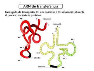Encargado de transportar los aminoácidos a los ribosomas durante
el proceso de síntesis proteica
 