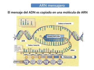 El mensaje del ADN es copiado en una molécula de ARN
 