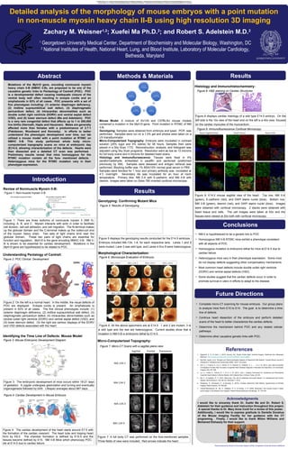Poster produced by Faculty & Curriculum Support (FACS), Georgetown University School of Medicine
Detailed analysis of the morphology of mouse embryos with a point mutation
in non-muscle myosin heavy chain II-B using high resolution 3D imaging
Zachary M. Weisner1,2
; Xuefei Ma Ph.D.2
; and Robert S. Adelstein M.D.2
Abstract
1
Georgetown University Medical Center, Department of Biochemistry and Molecular Biology, Washington, DC
2
National Institutes of Health, National Heart, Lung, and Blood Institute, Laboratory of Molecular Cardiology,
Bethesda, Maryland
Introduction
Methods & Materials
Conclusions
Future Directions
References
Acknowledgments
Mutations of the Myh10 gene, encoding nonmuscle myosin
heavy chain II-B (NMHC II-B), are proposed to be one of the
causative genetic links to Pentaology of Cantrell (POC). POC
is a developmental defect causing inadequate closure of the
ventral body wall often resulting in ectopia cordis and an
omphalocele in 63% of all cases. POC presents with a set of
five phenotypes including: (1) anterior diaphragm deficiency,
(2) midline supraumbilical wall defect, (3) diaphragmatic
pericardium defect, (4) intracardiac abnormalities such as
double outlet right ventricle (DORV) and ventral septal defect
(VSD), and (5) lower sternum defect (Ma and Adelstein). POC
is a very rare congenital defect that affects up to 1 in 200,000
live births (Harmath, Hajdu and Hauzman). Males are generally
affected more than females with a predominance of 2.7:1
(Pakdaman, Woodward and Kennedy). In efforts to better
understand the phenotypic development over time, our lab
utilized a mouse model with a point mutation at R709C on
NMHC II-B. This study performed whole body micro-
computerized topography scans on mice at embryonic day
(E)14.5, allowing characterization of the defects. Hearts were
then dissected and a detailed CT scan was performed.
Preliminary results reveal that mice homozygous for the
R709C mutation contain all the fore- mentioned defects.
Heterozygous mice for the R709C mutation vary in their
phenotype expression.
Review of Nonmuscle Myosin II-B:
I would like to sincerely thank Dr. Xuefei Ma and Dr. Robert S.
Adelstein for their guidance and instruction throughout this project.
A special thanks to Dr. Mary Anne Conti for a review of this poster.
Additionally, I would like to express gratitude to Danielle Donahue
of the Mouse Imaging Facility for her guidance with the CT
programing. Finally, I would like to thank Milton Williams and
Mohamed Elshazzly for their support.
Figure 1: Non-muscle myosin II-B
Genotyping: Confirming Mutant Mice
Figure 5: Results of Genotyping
Figure 5 displays the genotyping results conducted for the E14.5 embryos.
Embryos included MA-134, 1-8, for each respective lane. Lanes 1 and 2
were mutant, Lane 3 was wild type, and Lanes 4 thru 8 were heterozygous.
• NM-II is hypothesized to be a genetic link to POC
• Homozygous NM II-B R709C mice exhibit a phenotype consistent
with all aspects of POC
• Homozygous mutation is embryonic lethal for mice at E14.5 due to
cardiac failure
• Heterozygous mice vary in their phenotype expression. Some mice
do not display defects suggesting other compensatory mechanisms.
• Most common heart defects include double outlet right ventricle
(DORV) and ventral septal defects (VSD).
• Some studies suggest that the cardiac defects occur in order to
promote survival in utero in efforts to adapt to the disease.
Figure 6: Microscope Evaluation of Embryos:
Figure 6: All the above specimens are at E14.5. 1 and 2 are mutant, 3 is
a wild type and the rest are heterozygous. Current studies show that a
mutation in NM II-B is embryonic lethal by E14.5.
Understanding Pentalogy of Cantrell:
Identifying the Time Line of Defects: Mouse Model
Figure 2: POC Clinical Development
Figure 2: On the left is a normal heart. In the middle, the visual defects of
POC are displayed. Ectopia cordis is present. An omphalocele is
present in 63% of all cases. The five clinical phenotypes include: (1)
anterior diaphragm deficiency, (2) midline supraumbilical wall defect, (3)
diaphragmatic pericardium defect, (4) intracardiac abnormalities such as
double outlet right ventricle (DORV) and ventral septal defect (VSD), and
(5) lower sternum defect. On the right are cartoon displays of the DORV
and VSD defects associated with the heart.
Results
Results
Figure 1: There are three isoforms of nonmuscle myosin II (NM II),
including: A, B, and C. Myosin interacts with actin in order to facilitate
cell division, cell-cell adhesion, and cell migration. The N-terminal makes
up the globular domain and the C-terminal makes up the coiled-coil end
of the myosin heavy chain. Two sets of light chains bind near the
globular domain. These two pairs of light chains are essential for
function and regulation. Myh10 is the gene encoding NMHC II-B. NM II-
B is shown to be essential for cardiac development. Mutations in the
Myh10 gene are hypothesized to be related to POC.
Figure 3: Mouse Embryonic Development Diagram
Figure 4: Cardiac Development in Mouse Embryos
Figure 3: The embryonic development of mice occurs within 18-21 days
of gestation. A zygote undergoes gastrulation and turning and eventually
organogenesis followed by birth. Lifespan averages about 867 days.
Figure 4: The cardiac development of the heart starts around E7.5 with
the formation of the cardiac crescent. The heart tube and looping heart
form by E8.5. The chamber formation is defined by E10.5 and the
tissues become defined by E15. NM II-B Mice which phenocopy POC,
die at E14.5 due to cardiac failure.
Micro-Computerized Topography:
Figure 7: Micro-CT Scans with a sagittal plane view:
Histology and Immunohistochemistry:
Figure 8: H&E staining on Cardiac Structures
Figure 9: Immunofluorescence Confocal Microscopy
Figure 8 displays cardiac histology of a wild type E14.5 embryo. On the
left side is the 10x view of the heart and on the left is a 40x view, focused
on the cardiac myocytes of the myocardium.
Figure 7: A full body CT was performed on the fore-mentioned samples.
Three fields of view were included. Red arrows indicate the heart.
Figure 9: E14.5 mouse sagittal view of the heart. Top row, NM II-A
(green), E-cadherin (red), and DAPI stains nuclei (blue). Bottom row,
NM II-B (green), desmin (red), and DAPI stains nuclei (blue). Images
were obtained with confocal microscopy. Z stacks were obtained with
heart tissue and cells. The cell images were taken at 63x and the
tissues were viewed at 20x both with confocal microscopy.
• Complete micro-CT scanning for mouse embryos. Our group plans
to analyze mice from E10 to E14. The goal is to determine a time
line of defects.
• Continue heart dissection of the embryos and perform detailed
scans of the heart to better characterize the cardiac defects.
• Determine the mechanism behind POC and any related cellular
pathways.
• Determine other causative genetic links with POC.
1. Alghamdi, A. A., & Odim, J. (2015, January 30). Double Outlet Right Ventricle Surgery. Retrieved from Medscape
Refrence: http://emedicine.medscape.com/article/904397-overview#a04
2. Harmath, Agnes, et al. "Surgical and Dysmorphological Aspects of Abdominal Wall Defects." Donald School Journal of
Ultrasound in Obstetrics and Gynecology (2009): 38-47. Document.
3. Kim, A. J., Francis, R., Liu, X., Devine, W. A., Ramirez, R., Anderton, S. J., . . . Lo, C. W. (2013, July). Micro-computed
Tomography Provides High Accuaracy Congenital Heart Disease Diagnosis in Neonatal and Fetal Mice. Circ Cardiovasc
Imaging, 6(4), 551-559.
4. Liu, X., Tobita, K., Francis, R. J., & Lo, C. W. (2013, June ). Imaging Techniques for Visualizing and Phenotyping
Conenital Heart Defects in Murine Models. Birth Defects Res C Embryo Today, 93-105.
5. Ma, X., & Adelstein, R. S. (2014, May/June). The role of vertebrate nonmuscle Myosin II in development and human
disease. BioArchitecture, 4(3), 88-102. Retrieved 11 2014
6. Pakdaman, R., Woodward, P., & Kennedy, A. (2015). Complex Abdominal Wall Defects: Appearances at Prenatal
Imaging. Radio Graphics, 35, 636-649.
7. Vicente-Manzanares, M., Ma, X., Adelstein, R. S., & Horwitz, A. R. (2009, November). Non-muscle myosin II takes
centre stage in cell adhesion and migration. Nature Review Molecular Cell Biology, 10, 778-790.
Morphological Characterization:
Mouse Model: A mixture of SV129 and C57BL/6J mouse models
contained a mutation in the Myh10 gene. Point mutation in R709C of NM
II-B.
Genotyping: Samples were obtained from embryos and lysed. PCR was
performed. Samples were run on a 1.0% gel and photos were taken on a
UV-transilluminator.
Micro-Computerized Topography: Embryos were incubated in contrast
solution (25% lugol and 5% iodine) for 48 hours. Samples then were
placed in a Sky Scan 1172. Reconstruction, analysis, and histogram was
adjusted using Sky Scan programs. Resolution went as low as 13 microns
for full body scans and 4 microns for detailed heart scans.
Histology and Immunofluroescence: Tissues were fixed in 4%
paraformaldehyde, embedded in paraffin and sectioned (preformed
previously by XM). Samples were dewaxed and antigen retrieval was
performed. Blocking buffer was 1% BSA/10% normal goat serum in PBS.
Samples were blocked for 1 hour and primary antibody was incubated at
4˚C overnight. Secondary Ab was incubated for an hour at room
temperature. Primary Abs: NM II-A with E-cadherin, and NM II-B with
desmin. Images were taken on Zeiss 780 inverted confocal microscope.
Ao
SVC
LV RA
Harmath, Agnes, et al. "Surgical and Dysmorphological Aspects of Abdominal Wall Defects." Donald School Journal of Ultrasound in Obstetrics and Gynecology (2009): 38-47. Document.
Harmath, Agnes, et al. "Surgical and Dysmorphological Aspects of Abdominal Wall Defects." Donald School Journal of Ultrasound in Obstetrics and Gynecology (2009): 38-47. Document.
DORV
VSD
 