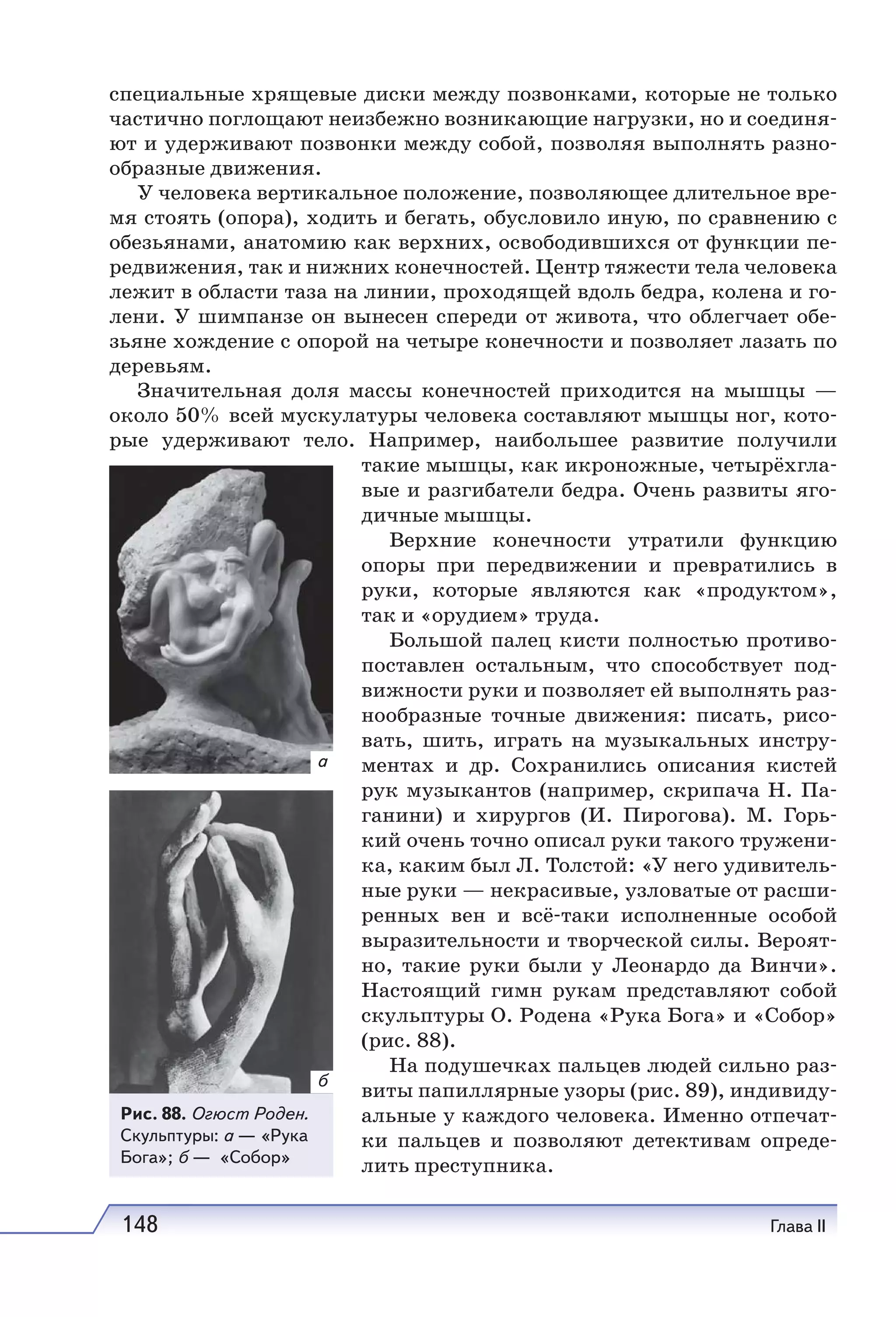 148 Глава II
специальные хрящевые диски между позвонками, которые не только
частично поглощают неизбежно возникающие нагрузки, но и соединя-
ют и удерживают позвонки между собой, позволяя выполнять разно-
образные движения.
У человека вертикальное положение, позволяющее длительное вре-
мя стоять (опора), ходить и бегать, обусловило иную, по сравнению с
обезьянами, анатомию как верхних, освободившихся от функции пе-
редвижения, так и нижних конечностей. Центр тяжести тела человека
лежит в области таза на линии, проходящей вдоль бедра, колена и го-
лени. У шимпанзе он вынесен спереди от живота, что облегчает обе-
зьяне хождение с опорой на четыре конечности и позволяет лазать по
деревьям.
Значительная доля массы конечностей приходится на мышцы —
около 50% всей мускулатуры человека составляют мышцы ног, кото-
рые удерживают тело. Например, наибольшее развитие получили
такие мышцы, как икроножные, четырёхгла-
вые и разгибатели бедра. Очень развиты яго-
дичные мышцы.
Верхние конечности утратили функцию
опоры при передвижении и превратились в
руки, которые являются как «продуктом»,
так и «орудием» труда.
Большой палец кисти полностью противо-
поставлен остальным, что способствует под-
вижности руки и позволяет ей выполнять раз-
нообразные точные движения: писать, рисо-
вать, шить, играть на музыкальных инстру-
ментах и др. Сохранились описания кистей
рук музыкантов (например, скрипача Н. Па-
ганини) и хирургов (И.  Пирогова). М.  Горь-
кий очень точно описал руки такого тружени-
ка, каким был Л. Толстой: «У него удивитель-
ные руки — некрасивые, узловатые от расши-
ренных вен и всё-таки исполненные особой
выразительности и творческой силы. Вероят-
но, такие руки были у Леонардо да Винчи».
Настоящий гимн рукам представляют собой
скульптуры О. Родена «Рука Бога» и «Собор»
(рис. 88).
На подушечках пальцев людей сильно раз-
виты папиллярные узоры (рис. 89), индивиду-
альные у каждого человека. Именно отпечат-
ки пальцев и позволяют детективам опреде-
лить преступника.
Рис. 88. Огюст Роден.
Скульптуры: а — «Рука
Бога»; б — «Собор»
а
б
 