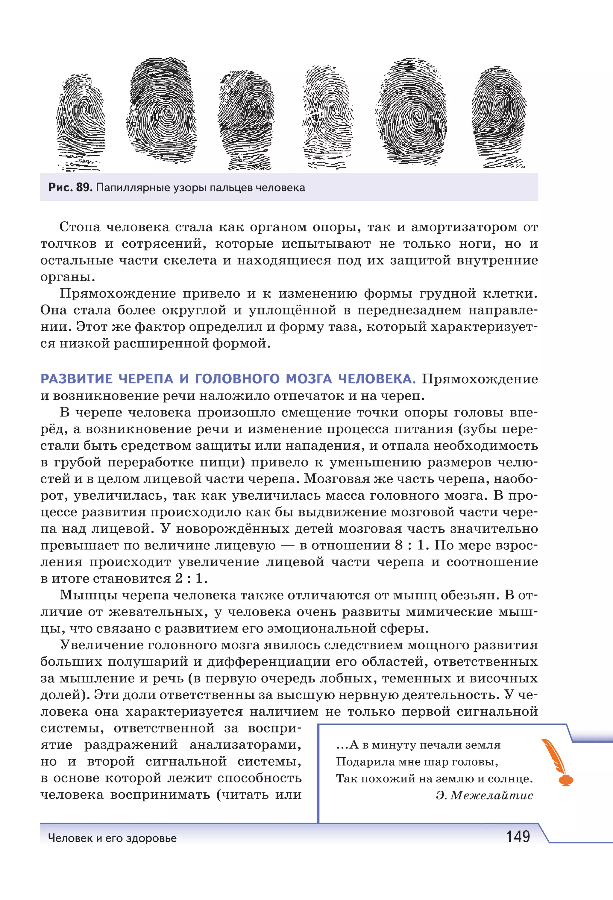 Человек и его здоровье 149
Стопа человека стала как органом опоры, так и амортизатором от
толчков и сотрясений, которые испытывают не только ноги, но и
остальные части скелета и находящиеся под их защитой внутренние
органы.
Прямохождение привело и к изменению формы грудной клетки.
Она стала более округлой и уплощённой в переднезаднем направле-
нии. Этот же фактор определил и форму таза, который характеризует-
ся низкой расширенной формой.
РАЗВИТИЕ ЧЕРЕПА И ГОЛОВНОГО МОЗГА ЧЕЛОВЕКА. Прямохождение
и возникновение речи наложило отпечаток и на череп.
В черепе человека произошло смещение точки опоры головы впе-
рёд, а возникновение речи и изменение процесса питания (зубы пере-
стали быть средством защиты или нападения, и отпала необходимость
в грубой переработке пищи) привело к уменьшению размеров челю-
стей и в целом лицевой части черепа. Мозговая же часть черепа, наобо-
рот, увеличилась, так как увеличилась масса головного мозга. В про-
цессе развития происходило как бы выдвижение мозговой части чере-
па над лицевой. У новорождённых детей мозговая часть значительно
превышает по величине лицевую — в отношении 8 : 1. По мере взрос-
ления происходит увеличение лицевой части черепа и соотношение
в итоге становится 2 : 1.
Мышцы черепа человека также отличаются от мышц обезьян. В от-
личие от жевательных, у человека очень развиты мимические мыш-
цы, что связано с развитием его эмоциональной сферы.
Увеличение головного мозга явилось следствием мощного развития
больших полушарий и дифференциации его областей, ответственных
за мышление и речь (в первую очередь лобных, теменных и височных
долей). Эти доли ответственны за высшую нервную деятельность. У че-
ловека она характеризуется наличием не только первой сигнальной
системы, ответственной за воспри-
ятие раздражений анализаторами,
но и второй сигнальной системы,
в основе которой лежит способность
человека воспринимать (читать или
Рис. 89. Папиллярные узоры пальцев человека
...A в минуту печали земля
Подарила мне шар головы,
Так похожий на землю и солнце.
Э. Межелайтис
 