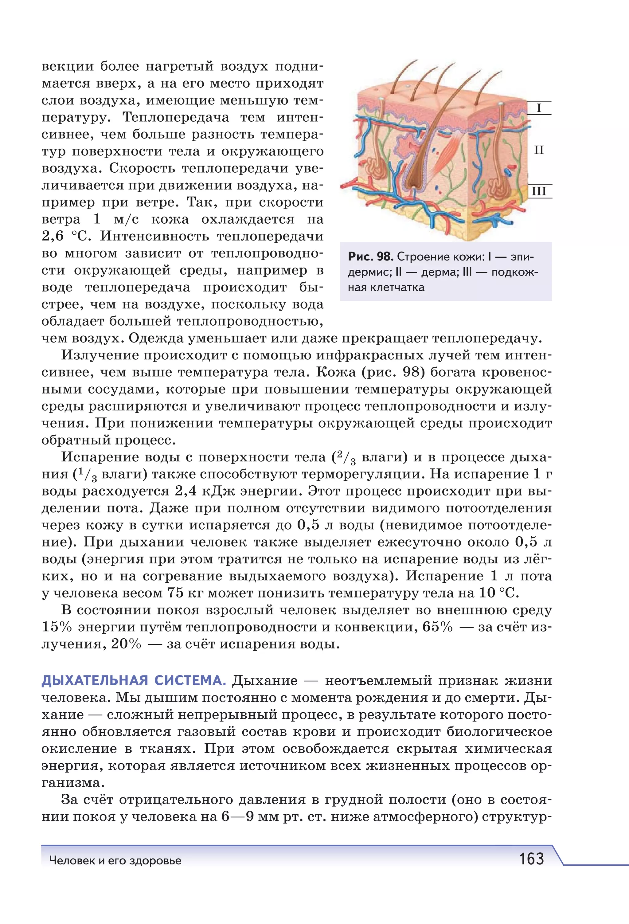 Человек и его здоровье 163
I
II
III
Рис. 98. Строение кожи: I — эпи-
дермис; II — дерма; III — подкож-
ная клетчатка
векции более нагретый воздух подни-
мается вверх, а на его место приходят
слои воздуха, имеющие меньшую тем-
пературу. Теплопередача тем интен-
сивнее, чем больше разность темпера-
тур поверхности тела и окружающего
воздуха. Скорость теплопередачи уве-
личивается при движении воздуха, на-
пример при ветре. Так, при скорости
ветра 1  м/с кожа охлаждается на
2,6  °С. Интенсивность теплопередачи
во многом зависит от теплопроводно-
сти окружающей среды, например в
воде теплопередача происходит бы-
стрее, чем на воздухе, поскольку вода
обладает большей теплопроводностью,
чем воздух. Одежда уменьшает или даже прекращает теплопередачу.
Излучение происходит с помощью инфракрасных лучей тем интен-
сивнее, чем выше температура тела. Кожа (рис. 98) богата кровенос-
ными сосудами, которые при повышении температуры окружающей
среды расширяются и увеличивают процесс теплопроводности и излу-
чения. При понижении температуры окружающей среды происходит
обратный процесс.
Испарение воды с поверхности тела (2/3 влаги) и в процессе дыха-
ния (1/3 влаги) также способствуют терморегуляции. На испарение 1 г
воды расходуется 2,4 кДж энергии. Этот процесс происходит при вы-
делении пота. Даже при полном отсутствии видимого потоотделения
через кожу в сутки испаряется до 0,5 л воды (невидимое потоотделе-
ние). При дыхании человек также выделяет ежесуточно около 0,5 л
воды (энергия при этом тратится не только на испарение воды из лёг-
ких, но и на согревание выдыхаемого воздуха). Испарение 1  л пота
у человека весом 75 кг может понизить температуру тела на 10 °C.
В состоянии покоя взрослый человек выделяет во внешнюю среду
15% энергии путём теплопроводности и конвекции, 65% — за счёт из-
лучения, 20% — за счёт испарения воды.
ДЫХАТЕЛЬНАЯ СИСТЕМА. Дыхание — неотъемлемый признак жизни
человека. Мы дышим постоянно с момента рождения и до смерти. Ды-
хание — сложный непрерывный процесс, в результате которого посто-
янно обновляется газовый состав крови и происходит биологическое
окисление в тканях. При этом освобождается скрытая химическая
энергия, которая является источником всех жизненных процессов ор-
ганизма.
За счёт отрицательного давления в грудной полости (оно в состоя-
нии покоя у человека на 6—9 мм рт. ст. ниже атмосферного) структур-
 