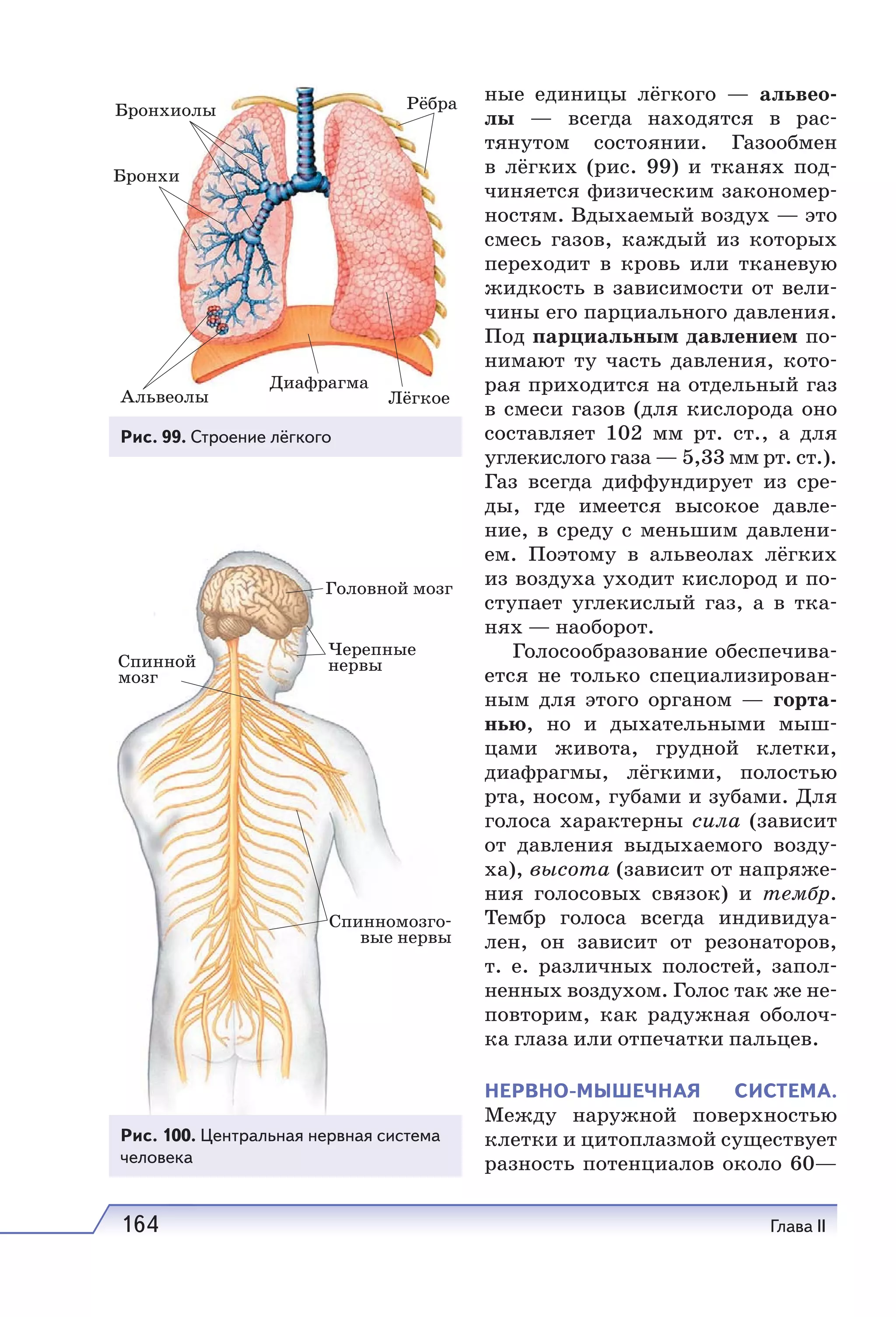 164 Глава II
ные единицы лёгкого — альвео-
лы — всегда находятся в рас-
тянутом состоянии. Газообмен
в лёгких (рис. 99) и тканях под-
чиняется физическим закономер-
ностям. Вдыхаемый воздух — это
смесь газов, каждый из которых
переходит в кровь или тканевую
жидкость в зависимости от вели-
чины его парциального давления.
Под парциальным давлением по-
нимают ту часть давления, кото-
рая приходится на отдельный газ
в смеси газов (для кислорода оно
составляет 102  мм рт. ст., а для
углекислого газа — 5,33 мм рт. ст.).
Газ всегда диффундирует из сре-
ды, где имеется высокое давле-
ние, в среду с меньшим давлени-
ем. Поэтому в альвеолах лёгких
из воздуха уходит кислород и по-
ступает углекислый газ, а в тка-
нях — наоборот.
Голосообразование обеспечива-
ется не только специализирован-
ным для этого органом — горта-
нью, но и дыхательными мыш-
цами живота, грудной клетки,
диафрагмы, лёгкими, полостью
рта, носом, губами и зубами. Для
голоса характерны сила (зависит
от давления выдыхаемого возду-
ха), высота (зависит от напряже-
ния голосовых связок) и тембр.
Тембр голоса всегда индивидуа-
лен, он зависит от резонаторов,
т.  е. различных полостей, запол-
ненных воздухом. Голос так же не-
повторим, как радужная оболоч-
ка глаза или отпечатки пальцев.
НЕРВНО-МЫШЕЧНАЯ СИСТЕМА.
Между наружной поверхностью
клетки и цитоплазмой существует
разность потенциалов около 60—
Головной мозг
Черепные
нервыСпинной
мозг
Спинномозго
вые нервы
Рис. 100. Центральная нервная система
человека
Рис. 99. Строение лёгкого
 