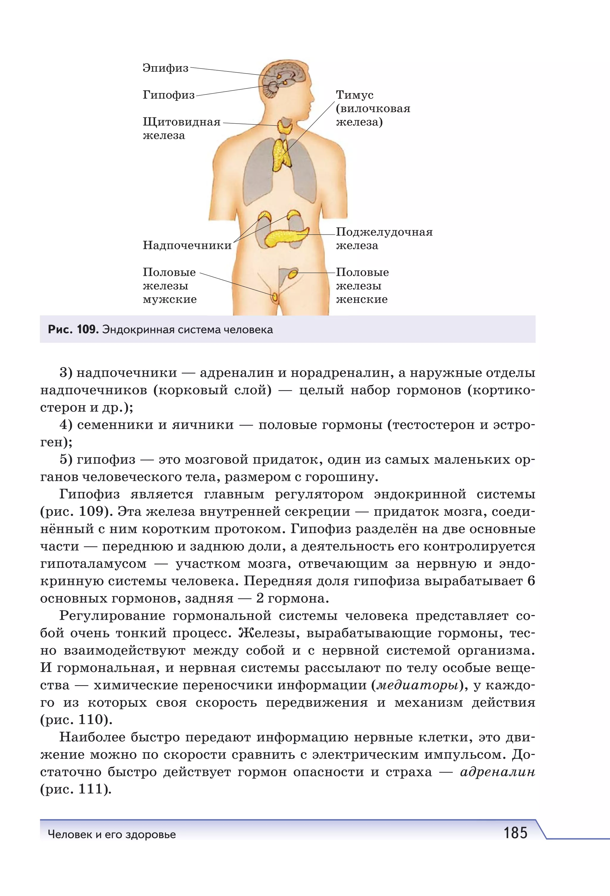 Человек и его здоровье 185
3) надпочечники — адреналин и норадреналин, а наружные отделы
надпочечников (корковый слой) — целый набор гормонов (кортико-
стерон и др.);
4) семенники и яичники — половые гормоны (тестостерон и эстро-
ген);
5) гипофиз — это мозговой придаток, один из самых маленьких ор-
ганов человеческого тела, размером с горошину.
Гипофиз является главным регулятором эндокринной системы
(рис. 109). Эта железа внутренней секреции — придаток мозга, соеди-
нённый с ним коротким протоком. Гипофиз разделён на две основные
части — переднюю и заднюю доли, а деятельность его контролируется
гипоталамусом — участком мозга, отвечающим за нервную и эндо-
кринную системы человека. Передняя доля гипофиза вырабатывает 6
основных гормонов, задняя — 2 гормона.
Регулирование гормональной системы человека представляет со-
бой очень тонкий процесс. Железы, вырабатывающие гормоны, тес-
но взаимодействуют между собой и с нервной системой организма.
И гормональная, и нервная системы рассылают по телу особые веще-
ства — химические переносчики информации (медиаторы), у каждо-
го из которых своя скорость передвижения и механизм действия
(рис. 110).
Наиболее быстро передают информацию нервные клетки, это дви-
жение можно по скорости сравнить с электрическим импульсом. До-
статочно быстро действует гормон опасности и страха — адреналин
(рис. 111).
Рис. 109. Эндокринная система человека
 