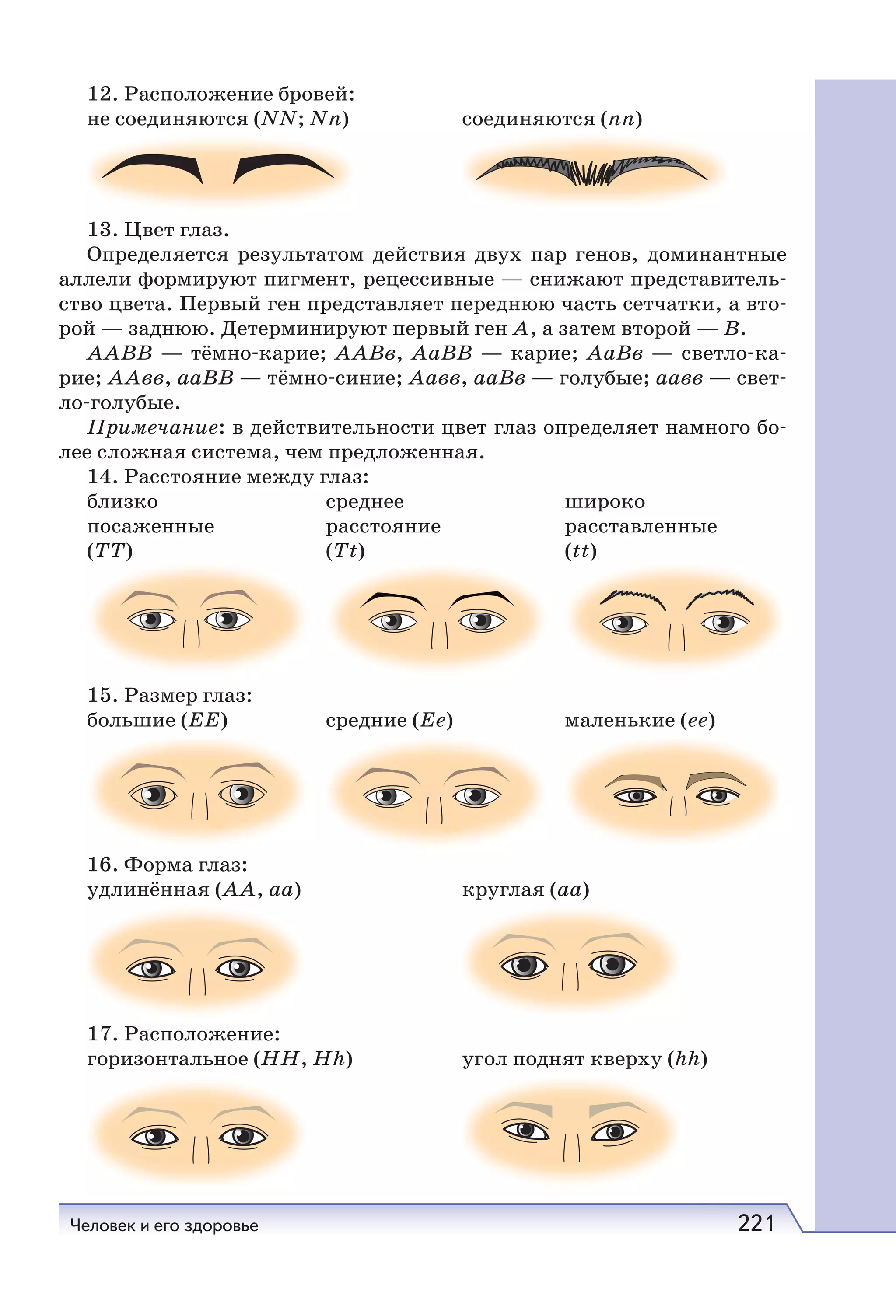 Человек и его здоровье 221
12. Расположение бровей:
не соединяются (NN; Nn) соединяются (nn)
13. Цвет глаз.
Определяется результатом действия двух пар генов, доминантные
аллели формируют пигмент, рецессивные — снижают представитель-
ство цвета. Первый ген представляет переднюю часть сетчатки, а вто-
рой — заднюю. Детерминируют первый ген А, а затем второй — В.
ААВВ — тёмно-карие; ААВв, АаВВ — карие; АаВв — светло-ка-
рие; ААвв, ааВВ — тёмно-синие; Аавв, ааВв — голубые; аавв — свет-
ло-голубые.
Примечание: в действительности цвет глаз определяет намного бо-
лее сложная система, чем предложенная.
14. Расстояние между глаз:
близко среднее широко
посаженные расстояние расставленные
(TT) (Tt) (tt)
15. Размер глаз:
большие (ЕЕ) средние (Ее) маленькие (ее)
16. Форма глаз:
удлинённая (АА, аа) круглая (аа)
17. Расположение:
горизонтальное (HH, Hh) угол поднят кверху (hh)
 