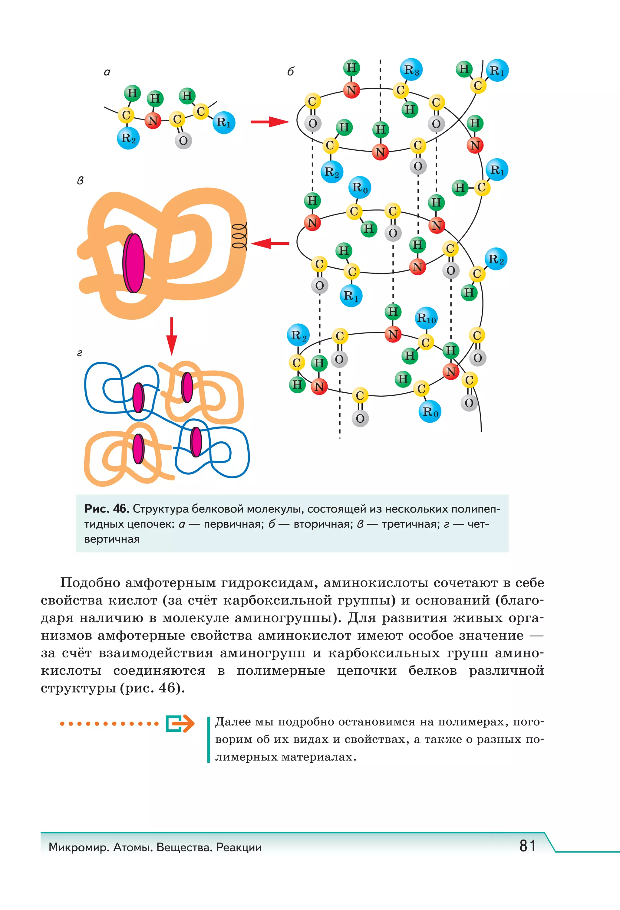 Микромир. Атомы. Вещества. Реакции 81
Рис. 46. Структура белковой молекулы, состоящей из нескольких полипеп-
тидных цепочек: а — первичная; б — вторичная; в — третичная; г — чет-
вертичная
а
в
г
б
Подобно амфотерным гидроксидам, аминокислоты сочетают в себе
свойства кислот (за счёт карбоксильной группы) и оснований (благо-
даря наличию в молекуле аминогруппы). Для развития живых орга-
низмов амфотерные свойства аминокислот имеют особое значение —
за счёт взаимодействия аминогрупп и карбоксильных групп амино-
кислоты соединяются в полимерные цепочки белков различной
структуры (рис. 46).
Далее мы подробно остановимся на полимерах, пого-
ворим об их видах и свойствах, а также о разных по-
лимерных материалах.
 