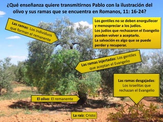 ¿Qué nueva oportunidad se les da a los judíos para aceptar la salvación (Romanos, 11: 11-15)?“por si en alguna manera pueda provocar a celos a los de mi sangre, y hacer salvos a algunos de ellos” (Romanos, 11: 14)Los judíos, que un día rechazaron el Evangelio, pueden llegar a aceptarlo al ver cómo los gentiles han alcanzado esa misma salvación que ellos rechazaron.