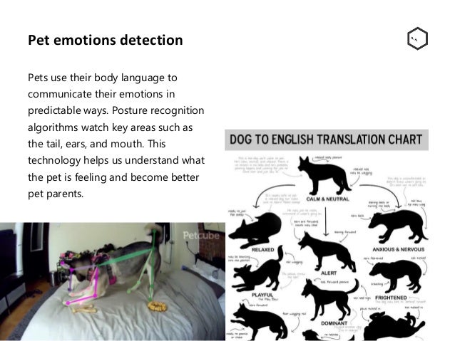 Dog Emotions Chart