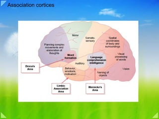 Association cortices 