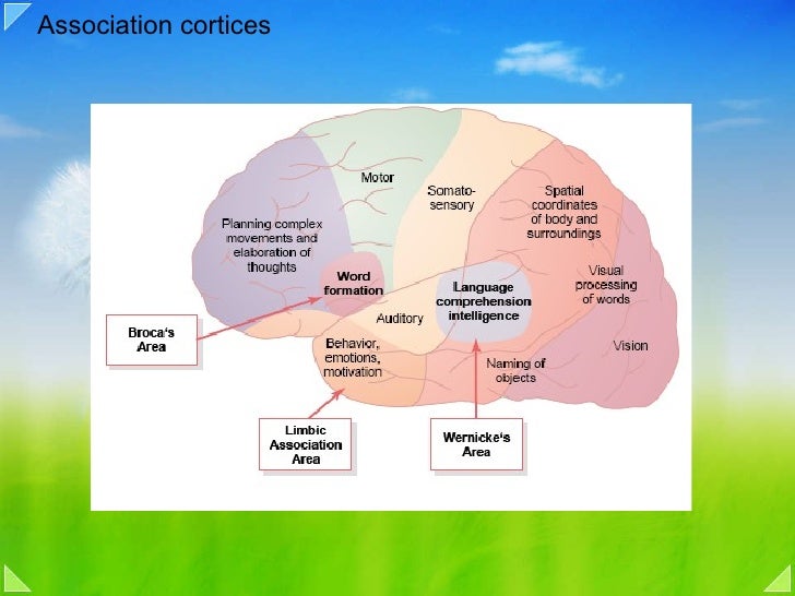 posterior association cortex posterior association area