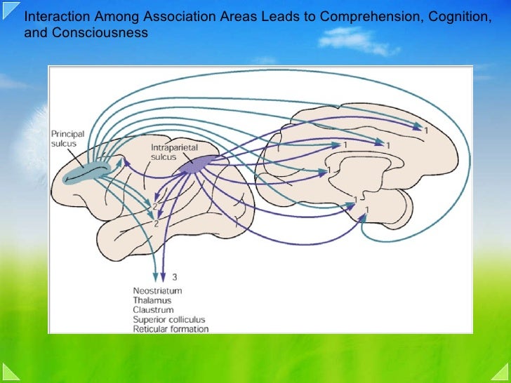 posterior association cortex posterior association area