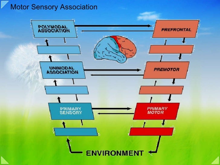 posterior association cortex posterior association area