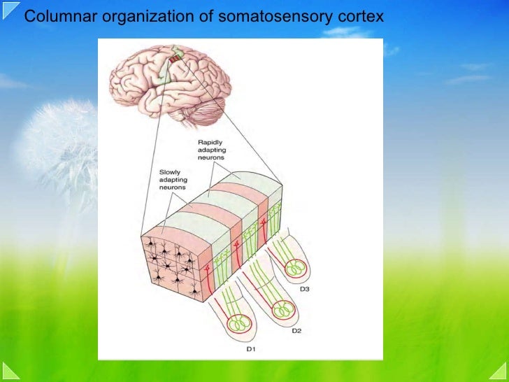 posterior association cortex which letter indicates the primary somatosensory cortex