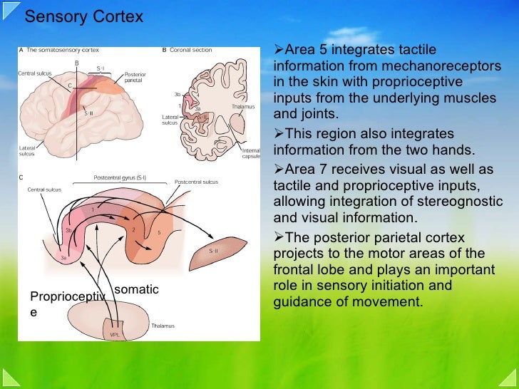 posterior association cortex posterior association area