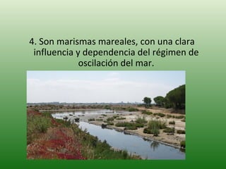 4. Son marismas mareales, con una clara influencia y dependencia del régimen de oscilación del mar. 