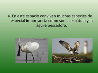 4. En este espacio conviven muchas especies de especial importancia como son la espátula y la águila pescadora. 