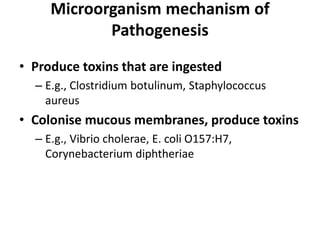 Microorganism mechanism of
Pathogenesis
• Produce toxins that are ingested
– E.g., Clostridium botulinum, Staphylococcus
aureus
• Colonise mucous membranes, produce toxins
– E.g., Vibrio cholerae, E. coli O157:H7,
Corynebacterium diphtheriae
 
