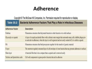 Adherence
 