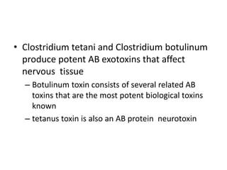 • Clostridium tetani and Clostridium botulinum
produce potent AB exotoxins that affect
nervous tissue
– Botulinum toxin consists of several related AB
toxins that are the most potent biological toxins
known
– tetanus toxin is also an AB protein neurotoxin
 