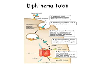 Diphtheria Toxin
 