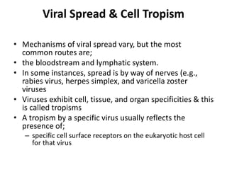 Viral Spread & Cell Tropism
• Mechanisms of viral spread vary, but the most
common routes are;
• the bloodstream and lymphatic system.
• In some instances, spread is by way of nerves (e.g.,
rabies virus, herpes simplex, and varicella zoster
viruses
• Viruses exhibit cell, tissue, and organ specificities & this
is called tropisms
• A tropism by a specific virus usually reflects the
presence of;
– specific cell surface receptors on the eukaryotic host cell
for that virus
 