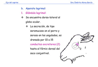 Ojo del caprino Dra. Emérita Abreu García
b. Aparato lagrimal:
1. Glándula lagrimal:
Se encuentra dorso-lateral al
globo ocular.
La secreción, de tipo
seromucoso en el perro y
seroso en los ungulados, es
drenada por 10 a 15
conductos excretores (2)
hasta el fórnix dorsal del
saco conjuntival.
1
2
 