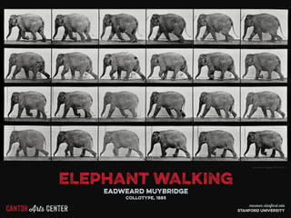 Cantor Arts Center
ELEPHANT WALKING
Eadweard Muybridge
Collotype, 1885
Stanford Family Collections, 1941.1018.217
museum.stanford.edu
stanford university
 