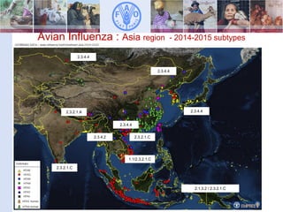 Avian Influenza : Asia region - 2014-2015 subtypes
2.3.2.1.A
2.3.2.1.C
2.3.4.2
1.1/2.3.2.1.C
2.3.2.1.C
2.1.3.2 / 2.3.2.1.C...