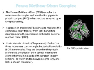  The Fenna-Matthews-Olson (FMO) complex is a
water-soluble complex and was the first pigment-
protein complex (PPC) to be structure analyzed by x-
ray spectroscopy.
 It appears in green sulfur bacteria and mediates the
excitation energy transfer from light-harvesting
chlorosomes to the membrane-embedded bacterial
reaction center (bRC).
 Its structure is trimeric (C3-symmetry). Each of the
three monomers contains eight bacteriochlorophyll a
(BChl a) molecules. They are bound to the protein
scaffold via chelation of their central magnesium
atom either to amino acids of the protein (mostly
histidine) or water-bridged oxygen atoms (only one
BChl a of each monomer).
The FMO protein trimer
 