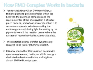  Fenna–Matthews–Olson (FMO) complex, a
trimeric pigment–protein complex which lies
between the antennae complexes and the
reaction center of the photosystem II of sulfur
green bacteria, and whose primary function is to
serve as a molecular wire transporting the
excitons generated during light harvesting by the
pigments toward the reaction center where the
cascade of redox chemical reactions take place.
 The excitation energy transfer dynamics are
required to be fast or otherwise it is lost.
 It is now known that this transport occurs with
quantum coherence; that is, very little energy is
dissipated as heat or radiation, making it an
almost 100% efficient process.
 