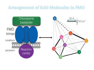 Fmo cpmplex