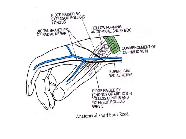 forearm extensor compartment | PPT