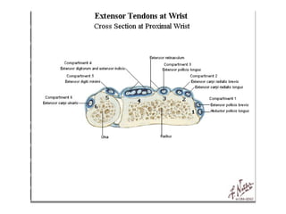 forearm extensor compartment | PPT